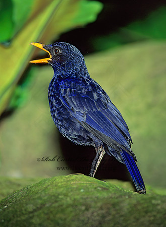 Myophonus caeruleus  BLUE WHISTLING THRUSH 126134z