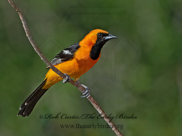 Icterus cucullatus  HOODED ORIOLE 3034435z