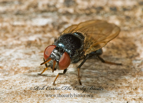 Lonchaea  LANCE FLY 5000113z