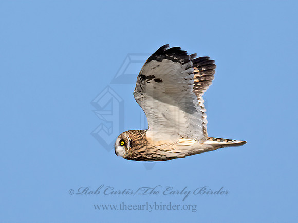 Asio flammeus  SHORT-EARED OWL 9071154z