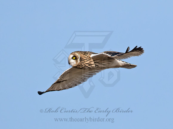Asio flammeus  SHORT-EARED OWL 9071138z