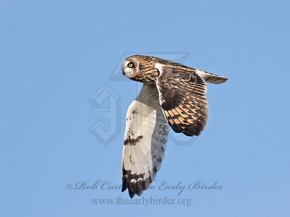 Asio flammeus  SHORT-EARED OWL 9071145z