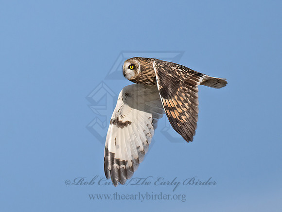 Asio flammeus  SHORT-EARED OWL 9071148z