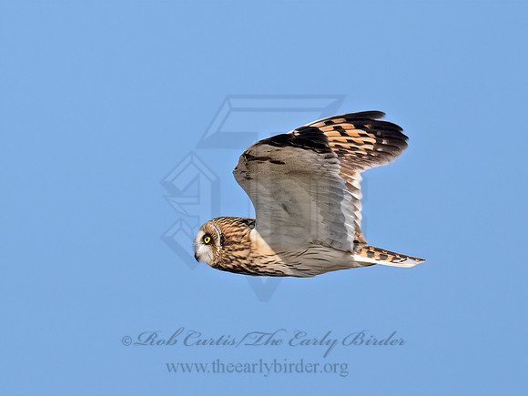 Asio flammeus  SHORT-EARED OWL 9071160z