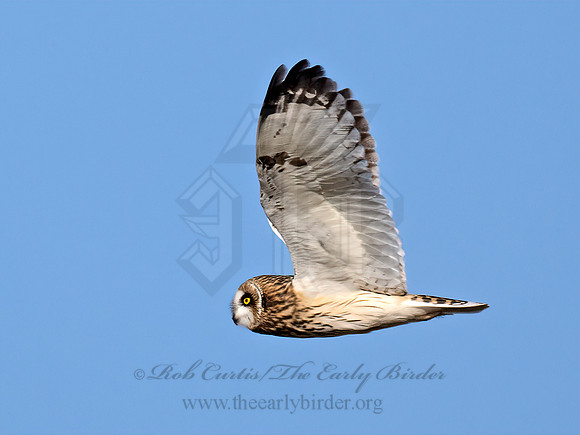 Asio flammeus  SHORT-EARED OWL 9071155z