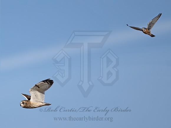 Asio flammeus  SHORT-EARED OWL 9071141z