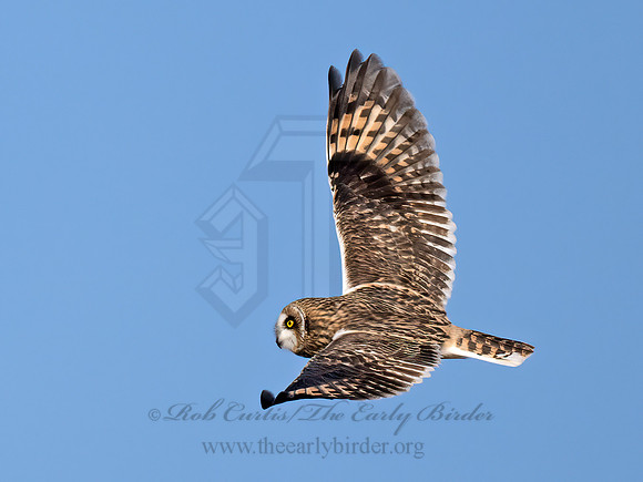 Asio flammeus  SHORT-EARED OWL 9071163z