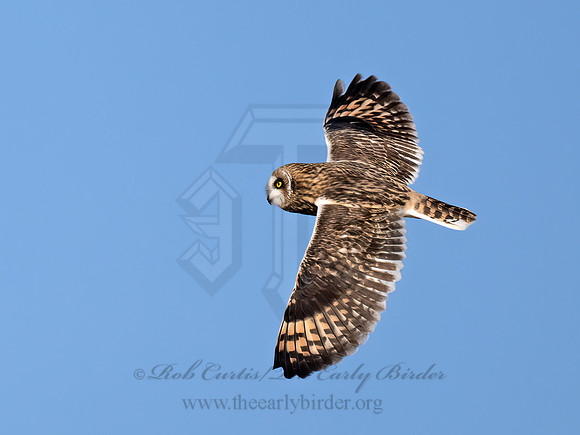 Asio flammeus  SHORT-EARED OWL 9071164z