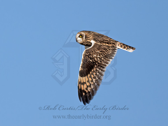 Asio flammeus  SHORT-EARED OWL 9071166z