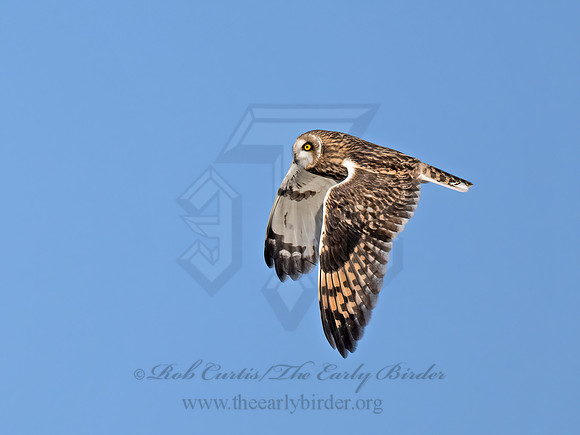 Asio flammeus  SHORT-EARED OWL 9071171z