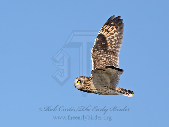 Asio flammeus  SHORT-EARED OWL 9071167z