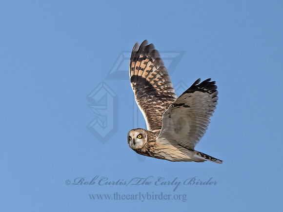 Asio flammeus  SHORT-EARED OWL 9071172z