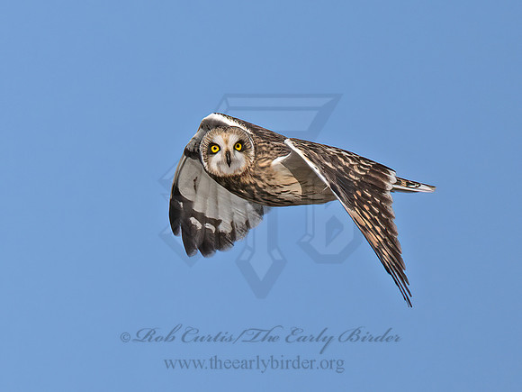 Asio flammeus  SHORT-EARED OWL 9071175z