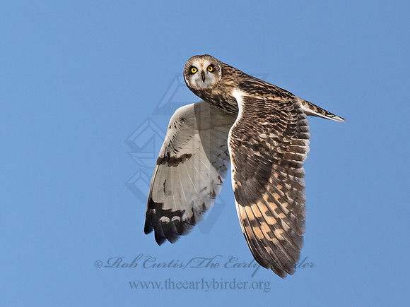 Asio flammeus  SHORT-EARED OWL 9071174z