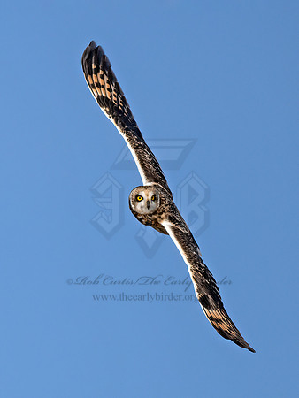 Asio flammeus  SHORT-EARED OWL 9071189z