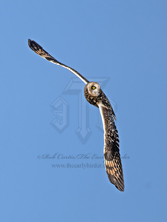 Asio flammeus  SHORT-EARED OWL 9071190z