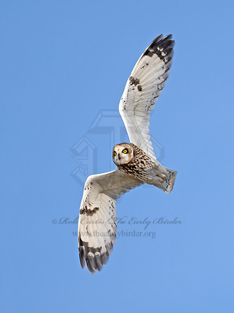 Asio flammeus  SHORT-EARED OWL 9071191z