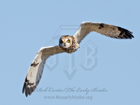 Asio flammeus  SHORT-EARED OWL 9071242z