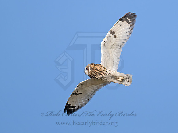 Asio flammeus  SHORT-EARED OWL 9071198z