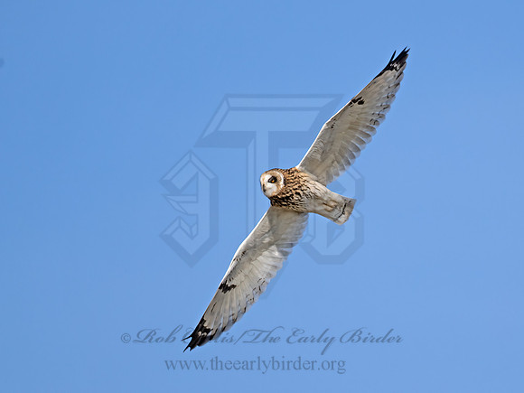 Asio flammeus  SHORT-EARED OWL 9071195z
