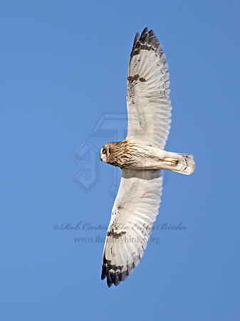 Asio flammeus  SHORT-EARED OWL 9071204z