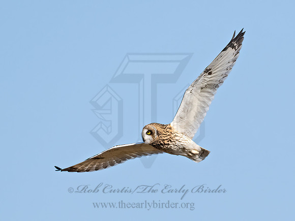 Asio flammeus  SHORT-EARED OWL 9071247z