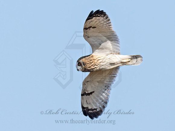 Asio flammeus  SHORT-EARED OWL 9071250z