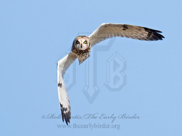 Asio flammeus  SHORT-EARED OWL 9071254z