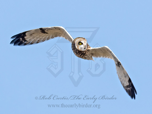 Asio flammeus  SHORT-EARED OWL 9071262z