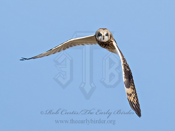 Asio flammeus  SHORT-EARED OWL 9071261z