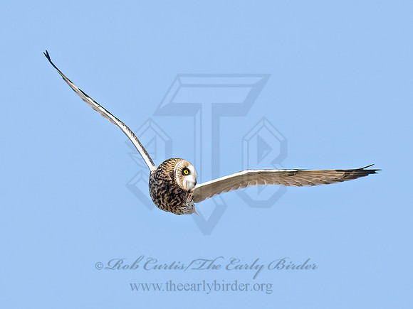 Asio flammeus  SHORT-EARED OWL 9071264z