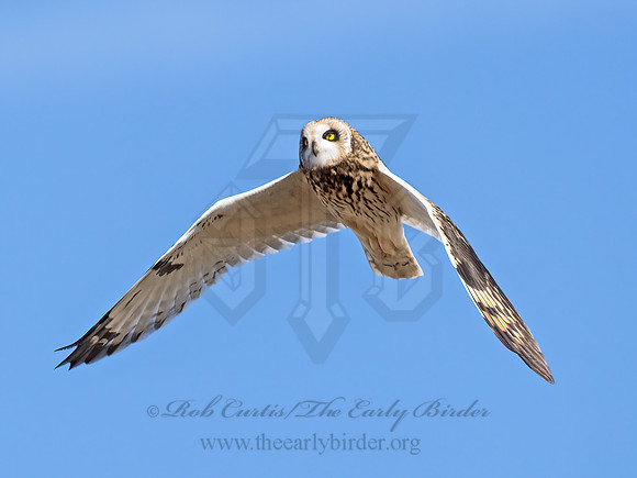 Asio flammeus  SHORT-EARED OWL 9071281,"1"z