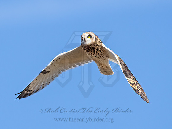 Asio flammeus  SHORT-EARED OWL 9071281z