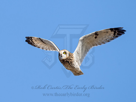 Asio flammeus  SHORT-EARED OWL 9071277z