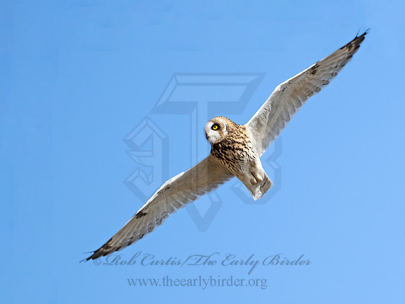 Asio flammeus  SHORT-EARED OWL 9071274z