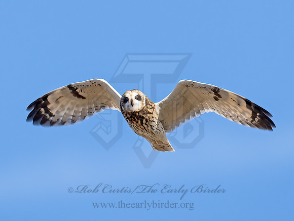 Asio flammeus  SHORT-EARED OWL 9071283z