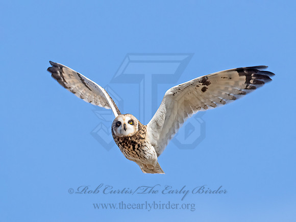 Asio flammeus  SHORT-EARED OWL 9071284z