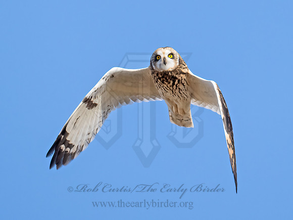 Asio flammeus  SHORT-EARED OWL 9071289z