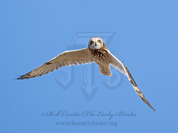 Asio flammeus  SHORT-EARED OWL 9071288z