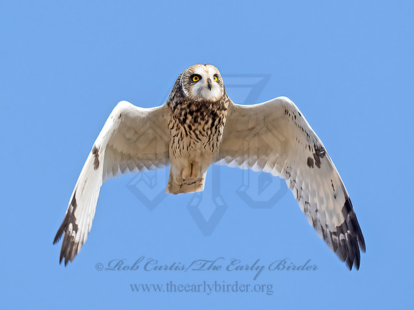 Asio flammeus  SHORT-EARED OWL 9071299z