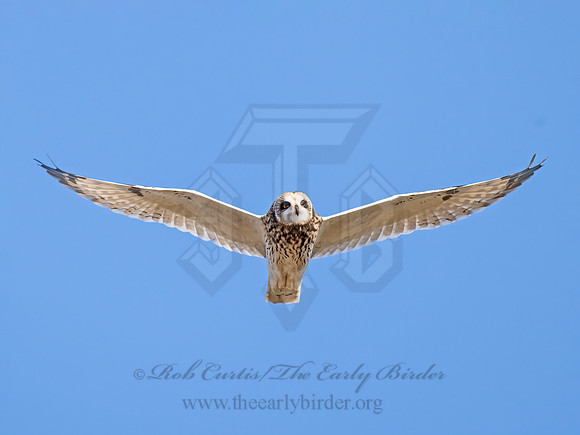 Asio flammeus  SHORT-EARED OWL 9071296z