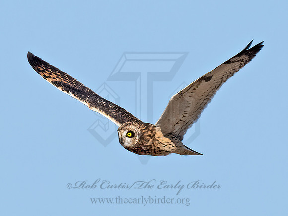 Asio flammeus  SHORT-EARED OWL 9072808z