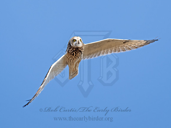 Asio flammeus  SHORT-EARED OWL 9071303z