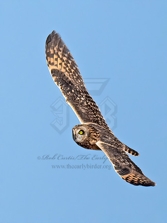 Asio flammeus  SHORT-EARED OWL 9072829z