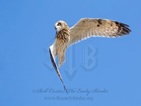 Asio flammeus  SHORT-EARED OWL 9071314z