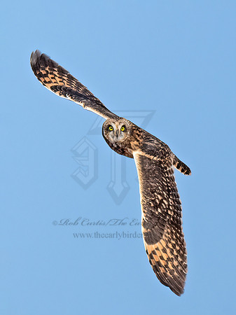 Asio flammeus  SHORT-EARED OWL 9072830z