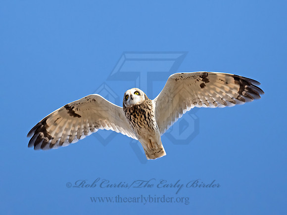 Asio flammeus  SHORT-EARED OWL 9071321z