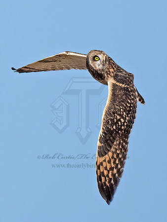 Asio flammeus  SHORT-EARED OWL 9072831z