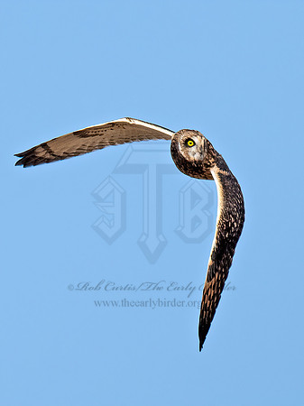 Asio flammeus  SHORT-EARED OWL 9072838z