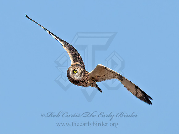 Asio flammeus  SHORT-EARED OWL 9072839z